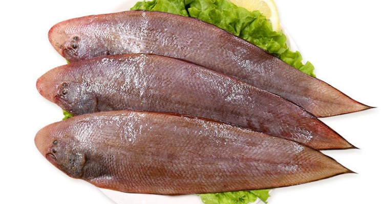 舌鳎鱼.jpg 舌鳎鱼.jpg